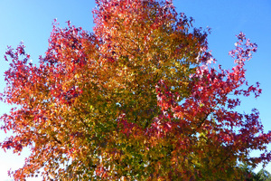 Liquidambar styraciflua -  korona drzewa