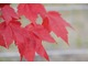 Acer rubrum 'Red Sunset'