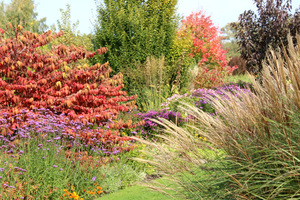 Viburnum plicatum f. tomentosum po lewej, a w oddali Acer rubrum 'Scanlon' w towarzystwie traw i bylin