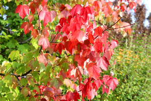 Acer rubrum 'Scanlon'