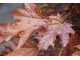 Acer platanoides 'Crimson Sentry'