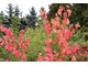 Cercidyphyllum japonicum