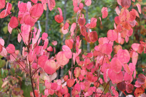 Cercidyphyllum japonicum