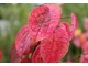 Cercidyphyllum japonicum - liście