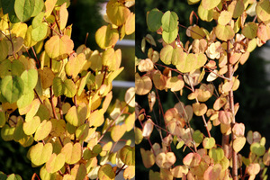 Cercidyphyllum japonicum