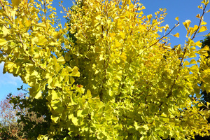 Ginkgo biloba