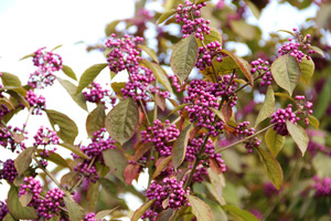 Callicarpa bordinieri 'Profusion'