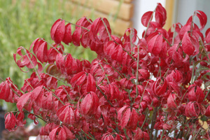 Euonymus alatus