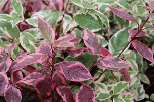 Cornus alba 'Sibirica Variegata'