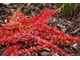 Berberis thunbergii 'Green Carpet'