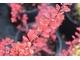 Berberis 