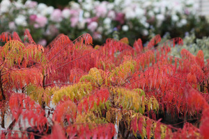 Rhus typhina 'Bailtiger'