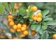 Pyracantha 'Soleil D'Or'