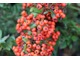 Pyracantha coccinea 'Red Column'