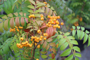 Sorbus 'Autumn Spire'