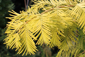 Metasequoia glyptostroboides 'Gold Rush' 