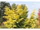 Metasequoia glyptostroboides 'Gold Rush' 