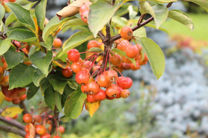 Malus odmiana ozdobna