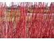 Cornus alba 'Sibirica'