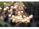 Sorbus setschwanensis