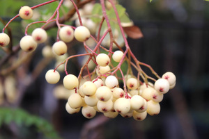 Sorbus setschwanensis