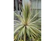 Cordyline australis  'Albertii'  -  odmiana atrakcyjnie paskowana 