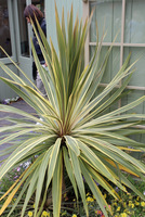 Cordyline australis  'Albertii'  -  odmiana atrakcyjnie paskowana 