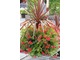 Cordyline australis  'Red Star' podsadzona bluszczolistnymi pelargoniami w kolorze koralowym