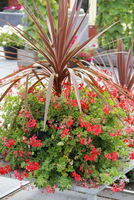 Cordyline australis  'Red Star' podsadzona bluszczolistnymi pelargoniami w kolorze koralowym