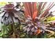 Cordyline 'Red Star' z Aeonium arboreum 'Schwarzkopf'