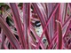 Cordyline australis 'Pink Passion'