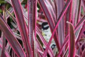 Cordyline australis 'Pink Passion'