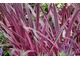 Cordyline australis 'Pink Passion'