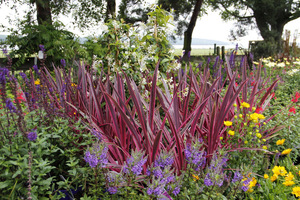 Cordyline australis 'Pink Passion' zwraca uwagę na tej rabacie swoim  atrakcyjnym kolorem