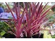 Cordyline australis 'Pink Passion'