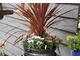 Kordylina z hortensją, goździkami i złocieniem krzewiastym (Argyranthemum)