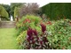 Kordyliny na rabacie Red Border w Hidcote Manor. Na pierwszym planie purpurowe szarłaty (Amaranthus)