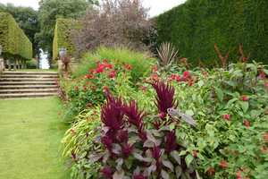 Kordyliny na rabacie Red Border w Hidcote Manor. Na pierwszym planie purpurowe szarłaty (Amaranthus)