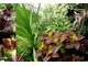 Kordyliny w zestawieniu z koleusami i innymi roślinami o ozdobnych liściach
