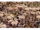 Sedum spectabile 'Matrona'