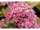 Sedum spectabile 'Dark Red'