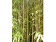 Kępa bambusów