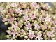 W połowie lata wyrastają zielone pąki kwiatowe, które stopniowo się odsłaniają, pokazują kolor różowy, biały lub jasnofioletowy i tworzą kształt płaskiego "talerza".