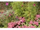 Sedum spectabile i Cosmos bipinnatus