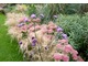 Sedum spectabile, Verbena bonariensis i Stipa tenuissima