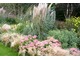 Sedum spectabile, Verbena bonariensis i Stipa tenuissima