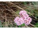 Sedum spectabile i Carex  buchananii