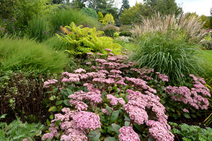 Przykład doskonałego zastosowania rozchodników (Bressingham Gardens)