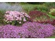 Sedum spectabile, Chrysanthemum 'Peter Sare', Perovskia atriplicifolia i niskie floksy