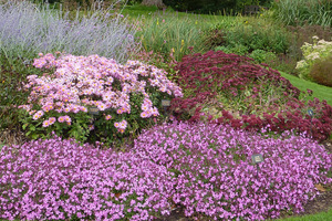 Sedum spectabile, Chrysanthemum 'Peter Sare', Perovskia atriplicifolia i niskie floksy